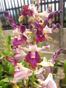 Dendrobium Linda Febriana