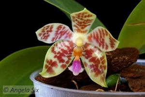 Phalaenopsis Joy Micholitz-Ludde-gigantea