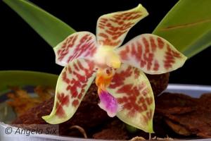 Phalaenopsis Joy Micholitz-Ludde-gigantea