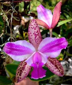 Cattleya Hawaiian Variable