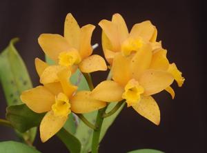 Cattlianthe Harvey Yamashita