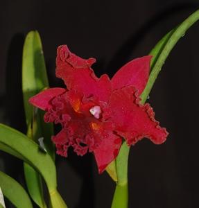 Rhyncholaeliocattleya Jack Toshio Morse Chow