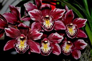 Cymbidium Winter Fire