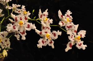 Oncidium nobile-Tribbles