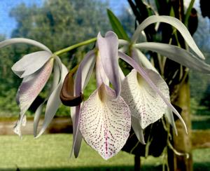 Brassocattleya Jane Buss