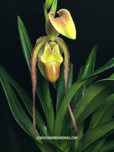 Phragmipedium Reznor
