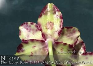 Phalaenopsis RF Moon