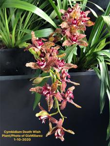 Cymbidium Death Wish