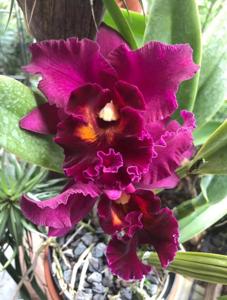 Rhyncholaeliocattleya Lucky Strike