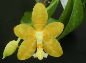 Phalaenopsis Troy