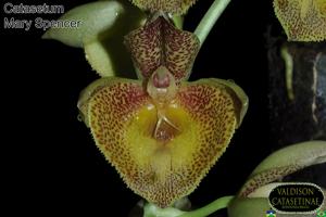 Catasetum Mary Spencer