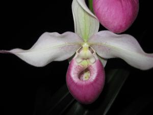 Phragmipedium Cardinale