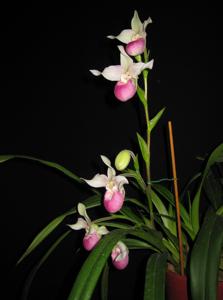 Phragmipedium Cardinale