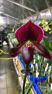 Paphiopedilum Hung Sheng Bay