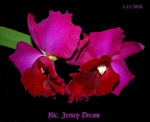 Rhyncholaeliocattleya Jersey Dream