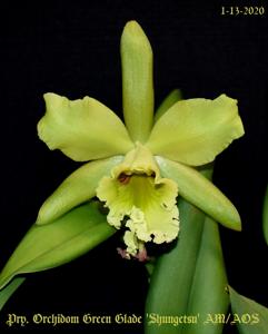 Prosrhyncholeya Orchidom Green Glade