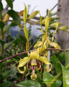 Dendrobium Kimberli