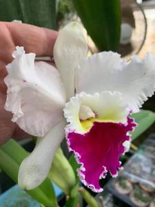 Cattleya Orglade's Grand