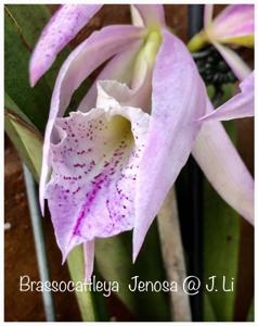 Brassocattleya Jenosa