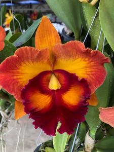 Rhyncholaeliocattleya Nakornchaisri Sunset