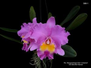 Rhyncholaeliocattleya Wangnamkeaw Pink