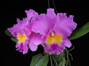 Rhyncholaeliocattleya Wangnamkeaw Pink