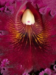 Rhyncholaeliocattleya Chia Lin