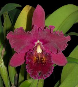 Rhyncholaeliocattleya Chia Lin