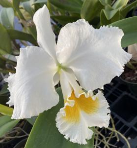 Cattleya Athena Chagaris