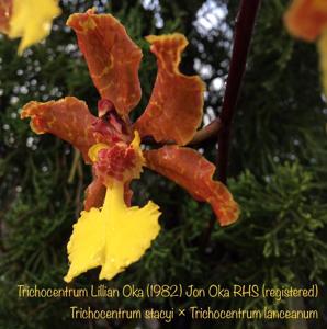 Trichocentrum Lillian Oka