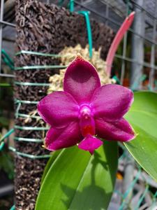 Phalaenopsis Jong's Coral Wood