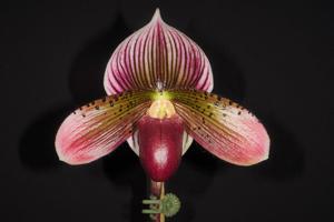 Paphiopedilum Hsinying Malone