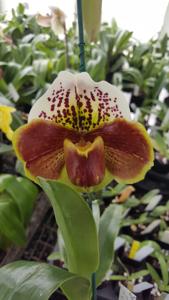 Paphiopedilum Winston Churchill-Hung Sheng Tiger Cat