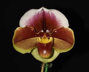 Paphiopedilum Kalkari