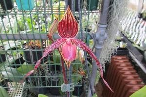 Paphiopedilum Morris Chestnut