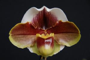 Paphiopedilum Toby Ho