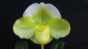 Paphiopedilum Memoria Teck Ying