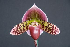 Paphiopedilum Hsinying Malone