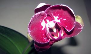 Phalaenopsis Lioulin Bright Violet