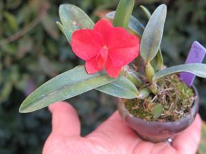 Cattleya Petite Mako