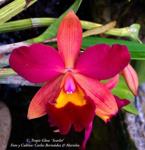 Cattleya Tropic Glow