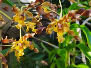 Dendrobium discolor-semifuscum