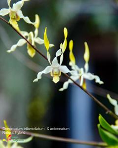 Dendrobium Gianyar Bersemi