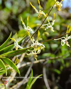 Dendrobium Gianyar Bersemi