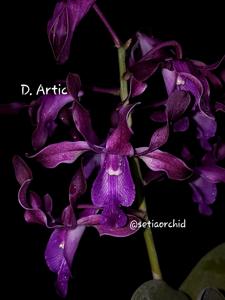 Dendrobium Artic