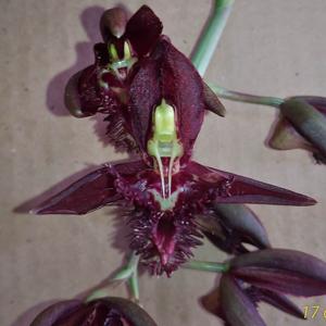 Catasetum Eusimar Filho