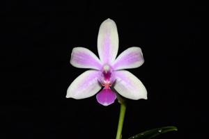 Phalaenopsis Mahinhin