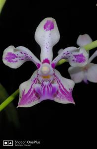 Vanda Loke