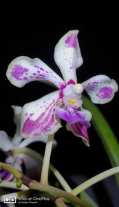 Vanda Loke