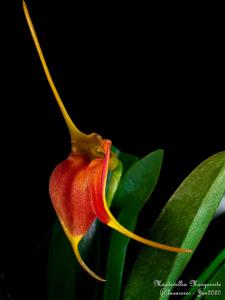 Masdevallia Marguerite